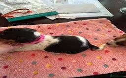 Jack Russell dogs for sale: Quality Smooth Coated Short Legged JRT's - Image 3