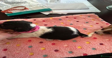 Jack Russell dogs - Advert 1