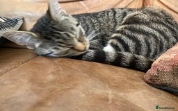 Mixed Breed cats for sale: Four beautiful little kittens - Image 32