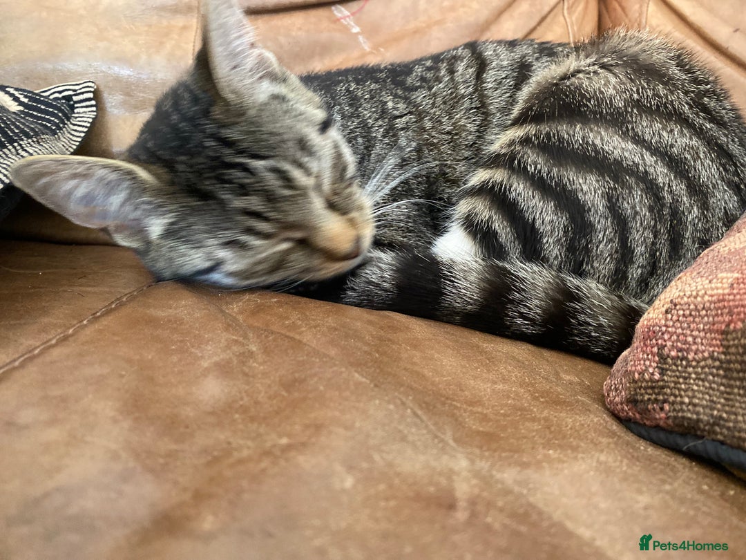 Mixed Breed cats for sale: Four beautiful little kittens - Image 32