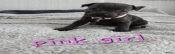 Staffordshire Bull Terrier dogs for sale: Beautiful Blue Staffies ❤️🙌 - Advert 5
