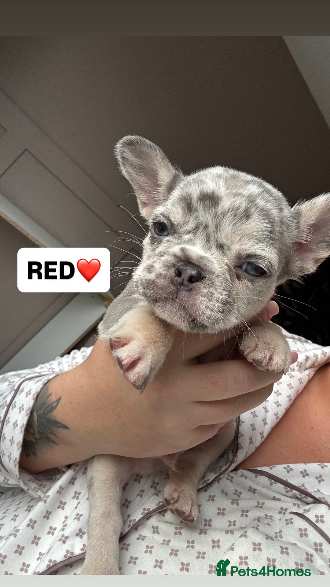 French Bulldog dogs for sale: French bulldog puppies  - Advert 6