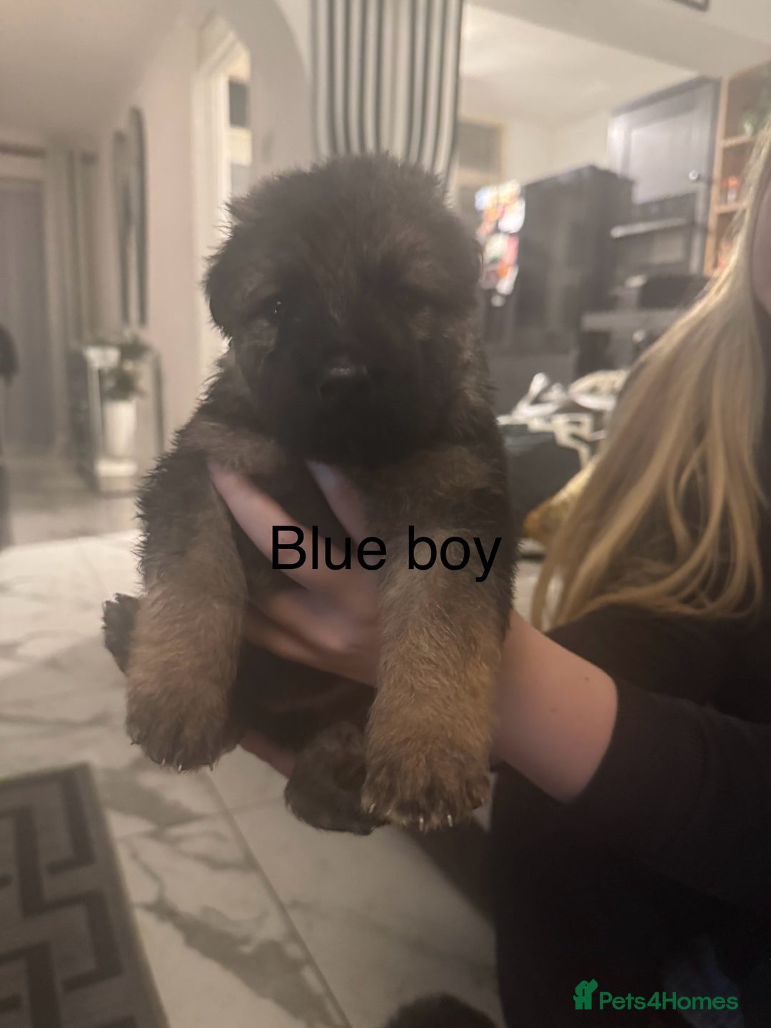 German Shepherd dogs for sale: Long haired German shepherd puppies  - Advert 4