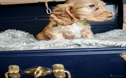 Cocker Spaniel dogs for sale: STUNNING LITTER OF KC SHOW COCKER SPANIEL PUPS!  - Image 16