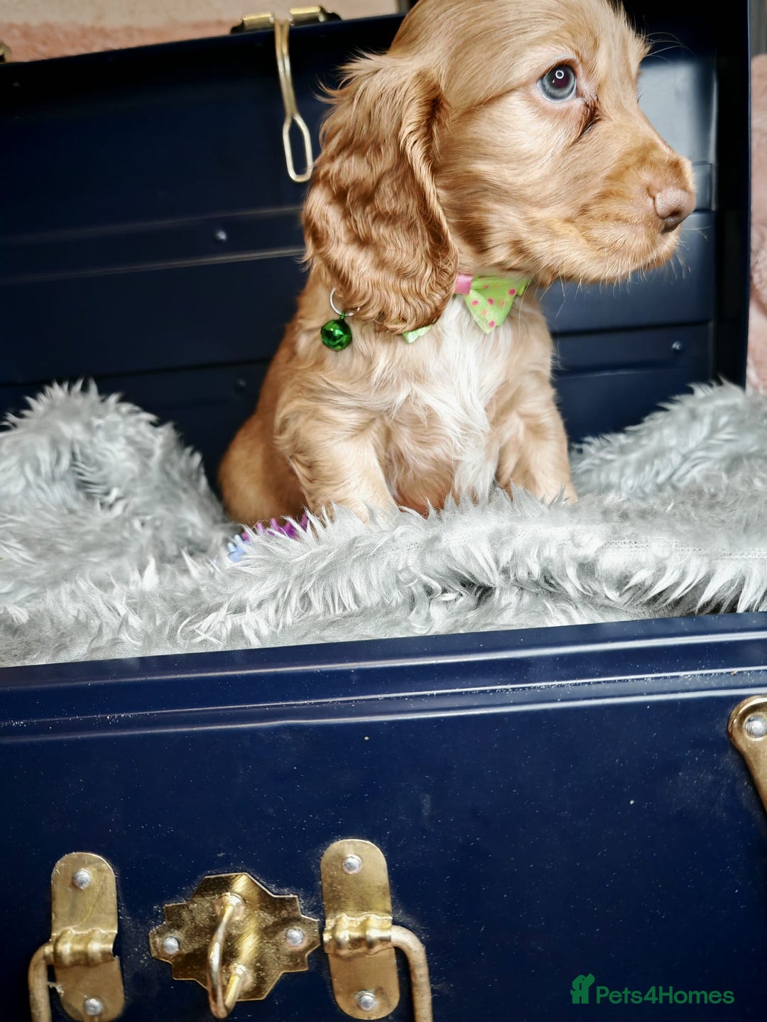 Cocker Spaniel dogs for sale: STUNNING LITTER OF KC SHOW COCKER SPANIEL PUPS!  - Image 16