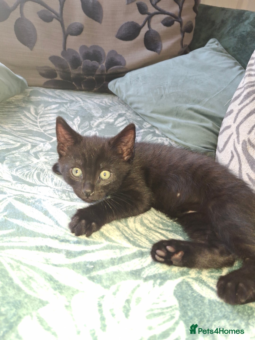 Mixed Breed cats for sale: Ragdoll cross kittens in Shrewsbury - Image 5