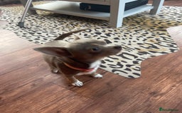 Chihuahua dogs for sale: KC reg chihuahua  - Image 2