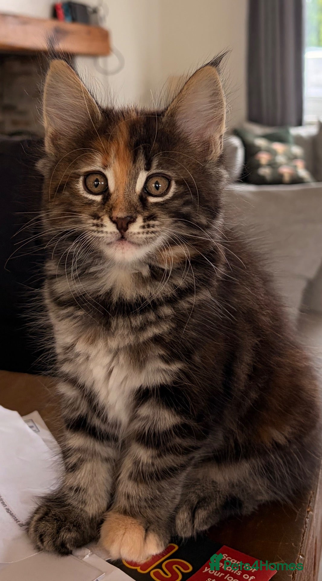 Maine Coon cats Maine coon kittens ready to reserve  - Advert 1