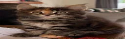 Maine Coon cats for sale: Maine coon kittens ready now, 1girl 1boy left  - Advert 10
