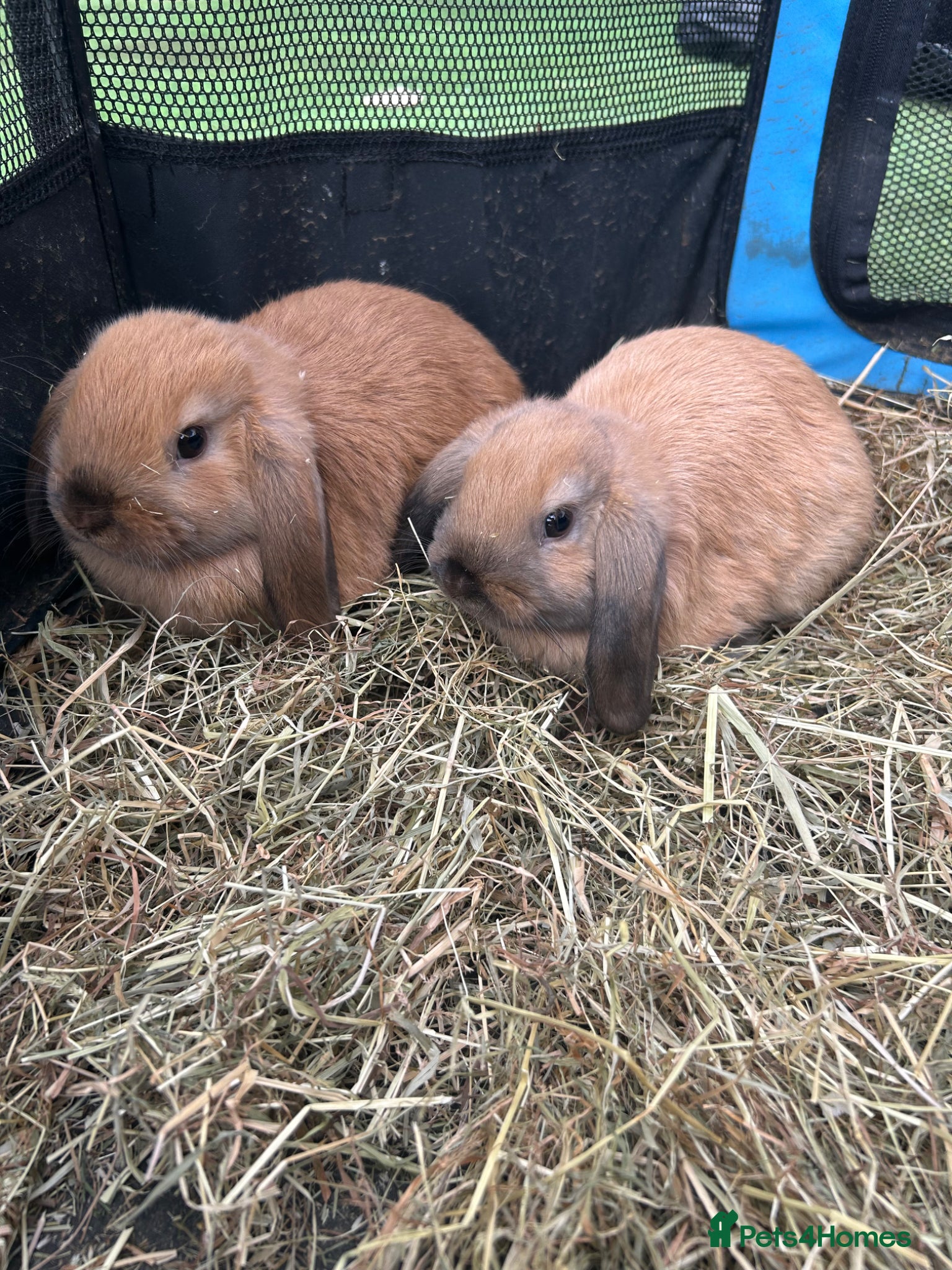 Mini Lop rabbits 2 pure mini lop baby’s  - Advert 1