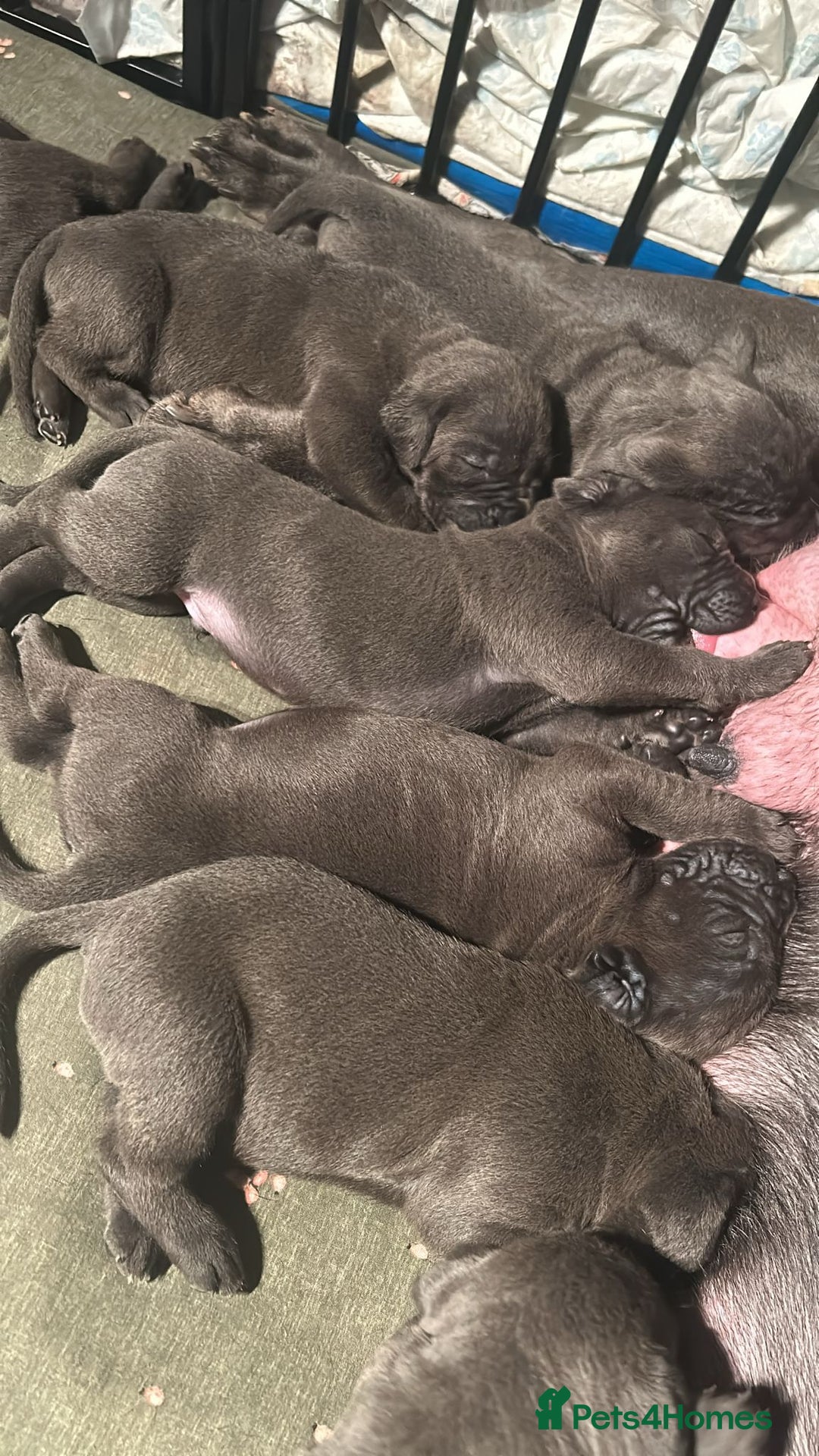 Cane Corso dogs for sale: Pure Blue Cane Corso puppies for sale - Advert 3