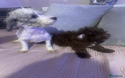 Maltipoo dogs for sale: Tiny tea cup maltipoo - Image 6