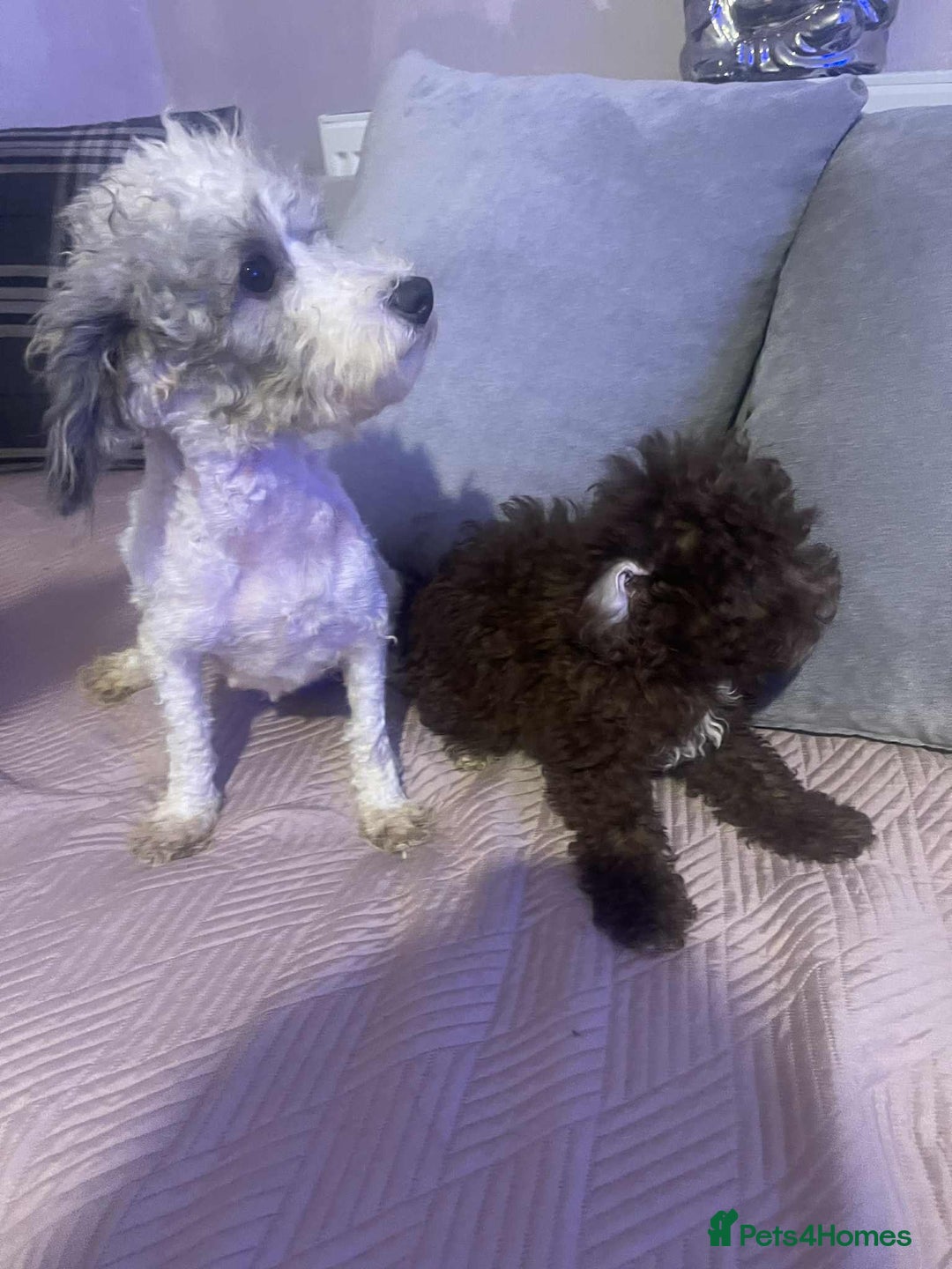 Maltipoo dogs for sale: Tiny tea cup maltipoo - Image 6
