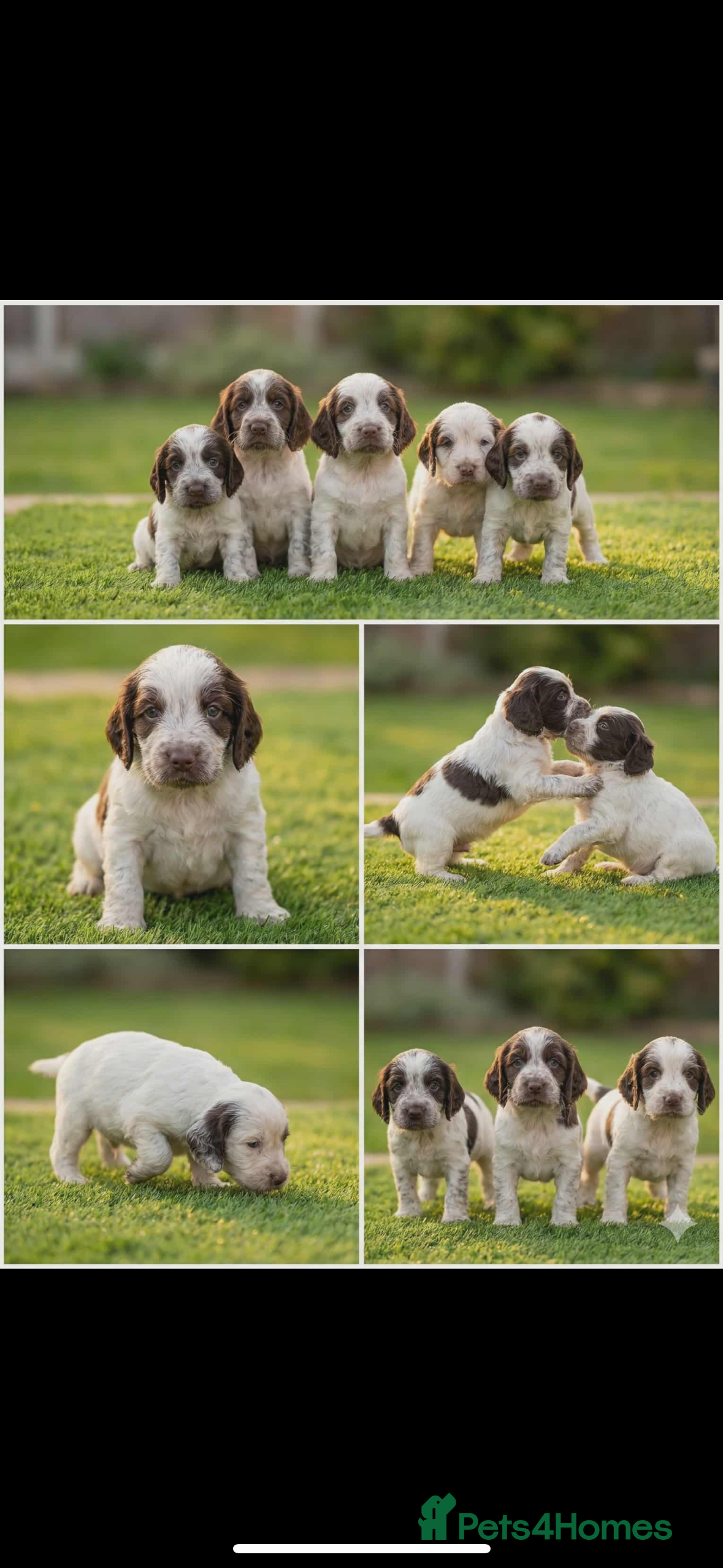 Cocker Spaniel dogs Cocker spaniel  - Advert 15