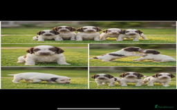 Cocker Spaniel dogs for sale: Cocker spaniel  - Advert 1