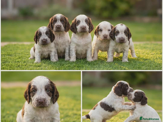 Cocker Spaniel dogs Cocker spaniel - Advert 2