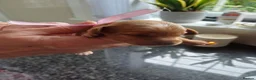 Cavapoo dogs for sale: BEAUTIFUL FIB CAVAPOO BORN 26/6/26 - Advert 13