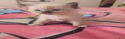Ragdoll cats for sale: 3 of 6 ragdoll kittens available  - Advert 6