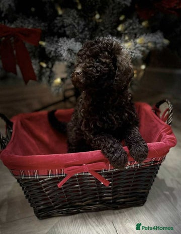 Mini Goldendoodle dogs Miniature goldenoodle puppies READY to leave now - Advert 11