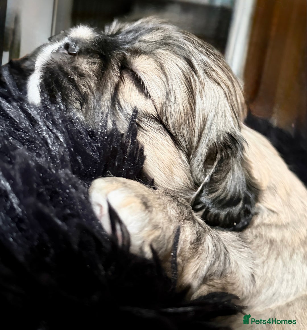 Lhasa Apso dogs for sale: Beautiful Pure Lhasa Apso Puppies - 1 boy,1 girl - Advert 5