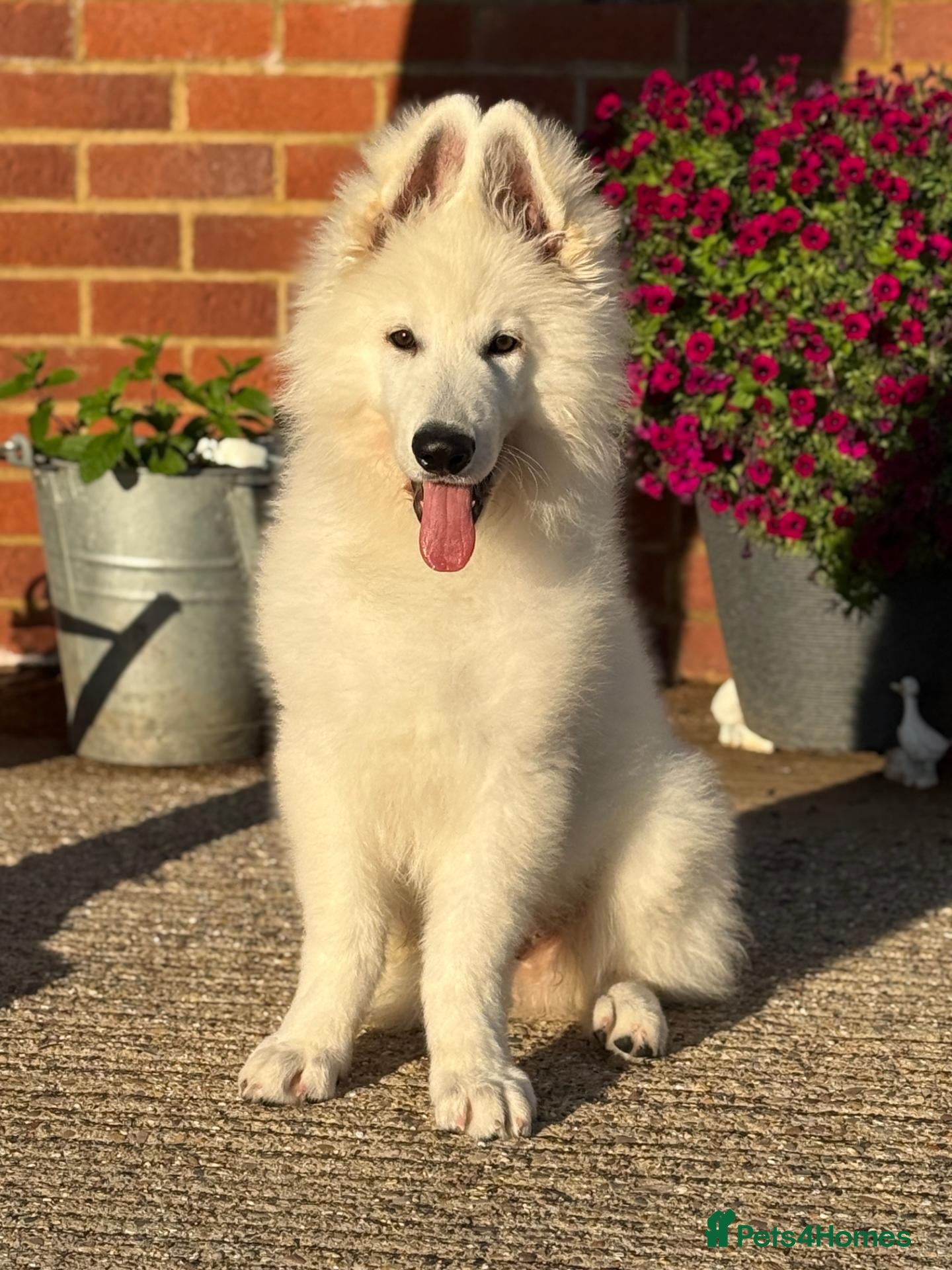 White Swiss Shepherd dogs  Stunning White Swiss Shepherd Boy  - Advert 4