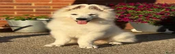 White Swiss Shepherd dogs for sale:  Stunning White Swiss Shepherd Boy  - Advert 1