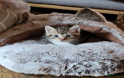 Mixed Breed cats for sale: 4 adorable kittens for sale - Image 5