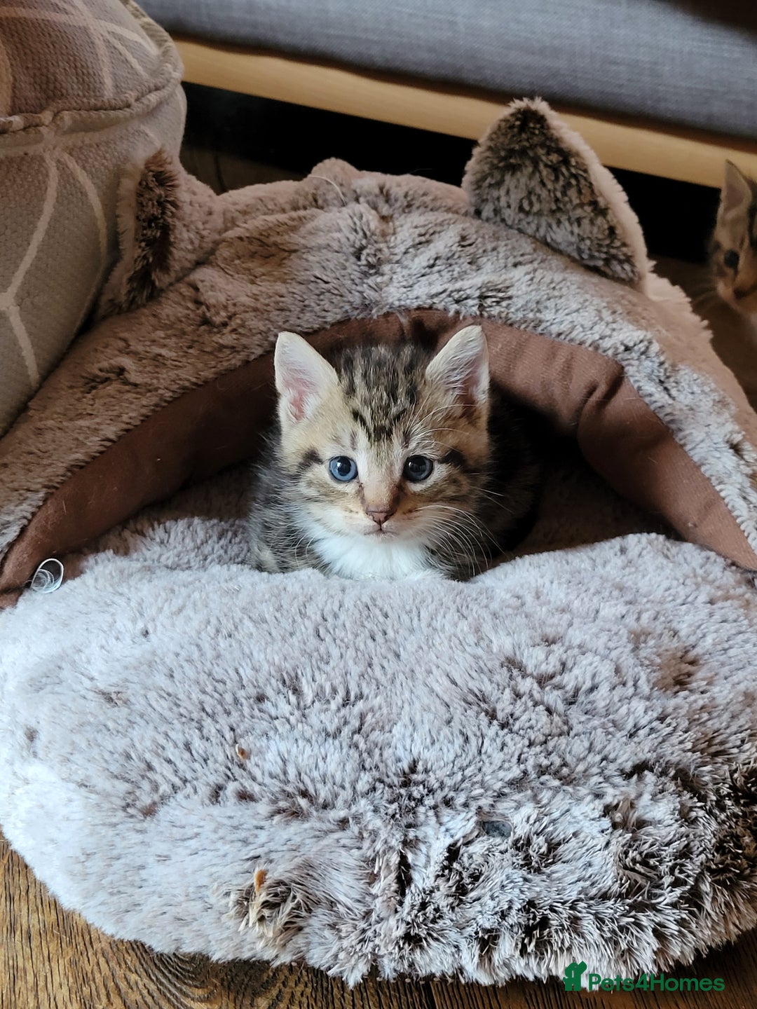 Mixed Breed cats for sale: 4 adorable kittens for sale - Image 5