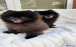 Pomeranian dogs for sale: Beautiful teddy bear( Russian). - Image 8