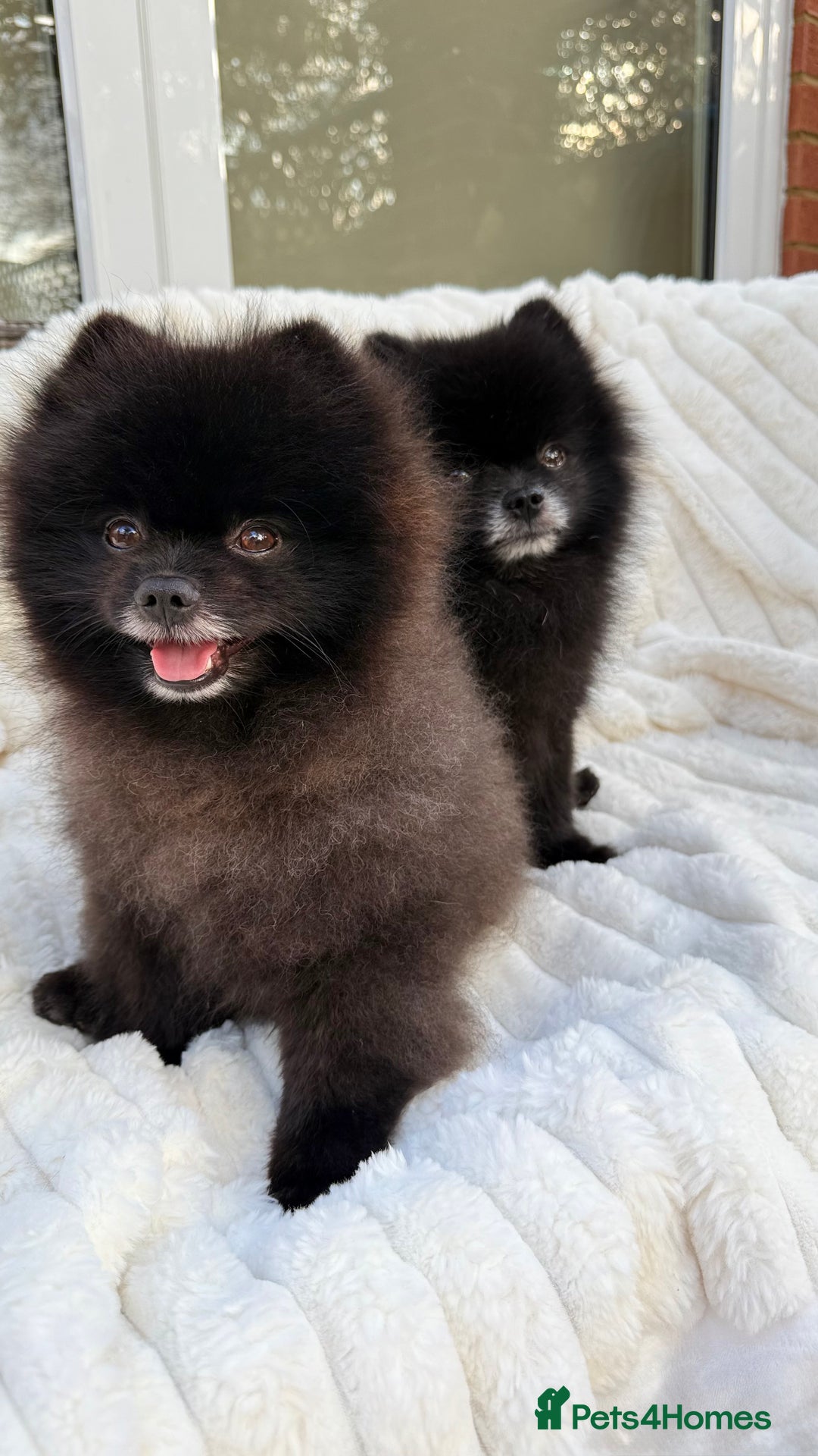 Pomeranian dogs for sale: Beautiful teddy bear( Russian). - Image 8