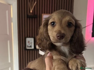 Miniature Dachshund dogs Ready now top quality mini daxie - Advert 3