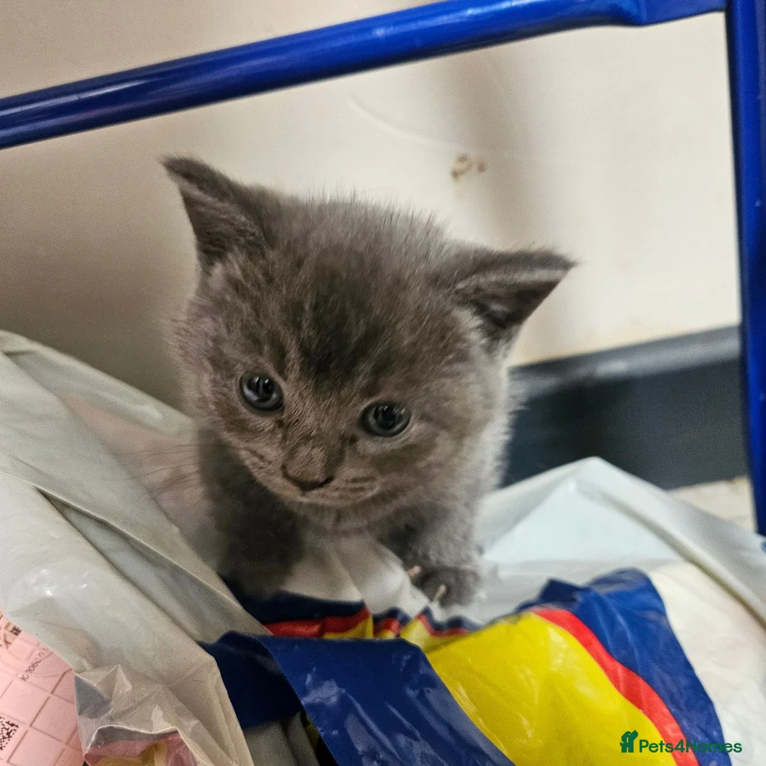 British Shorthair cats for sale: BSH kittens  - Advert 2