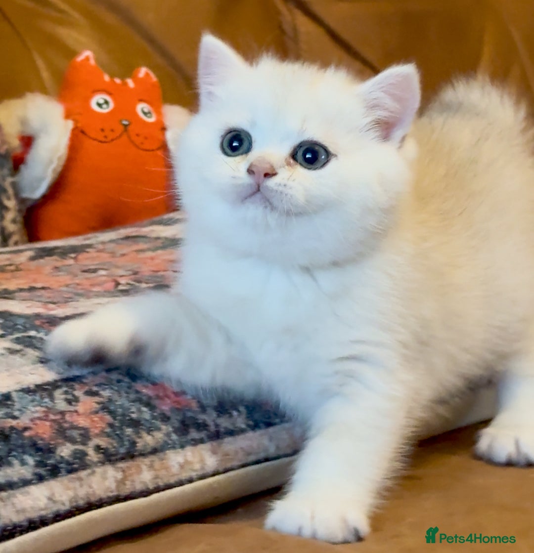 British Shorthair cats for sale: Pedigree British Shorthair kittens - Image 22