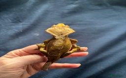 Gecko reptiles for sale: Crested Gheko - Image 3