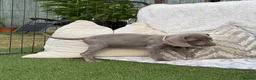 Weimaraner dogs for sale: 7 Weimaraner pups for sale ! - Advert 3
