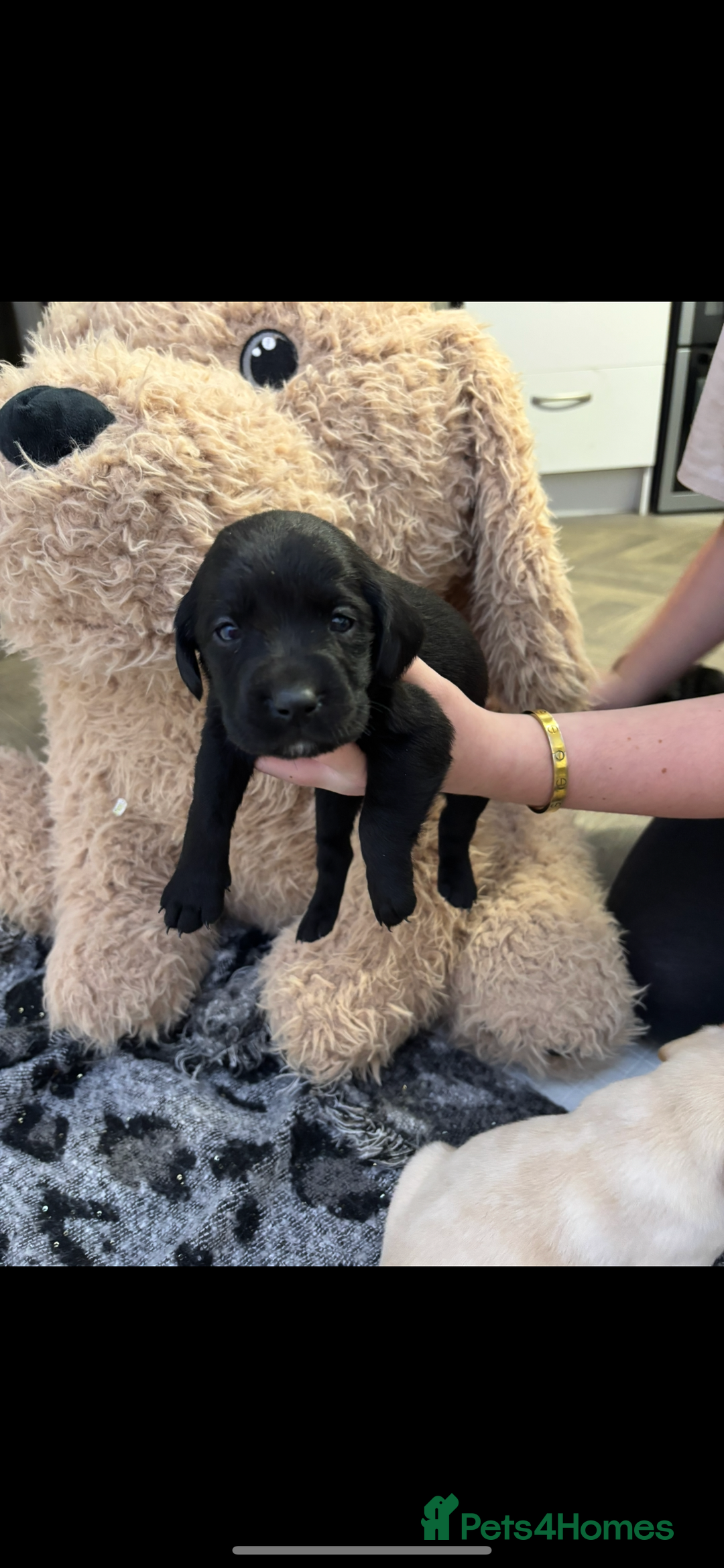Labrador Retriever dogs for sale: Stunning lab pups - Advert 22