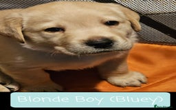 Labrador Retriever dogs for sale: Labrador Puppies for sale pedigree  - Image 3