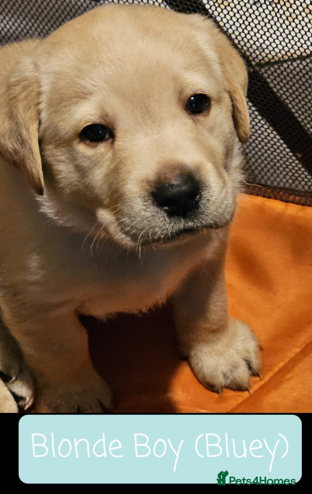 Labrador Retriever dogs for sale: Labrador Puppies for sale pedigree  - Image 3