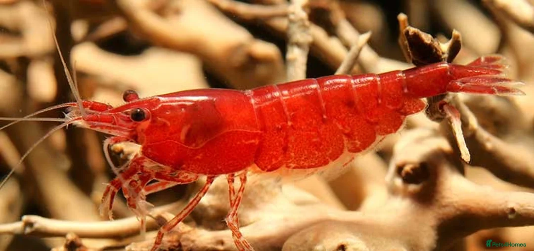 Shrimps fish for sale: Cherry shrimp  - Advert 1