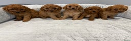 Cavapoo dogs for sale: 🐾STUNNING CAVAPOOS F1 🐾 - Advert 3
