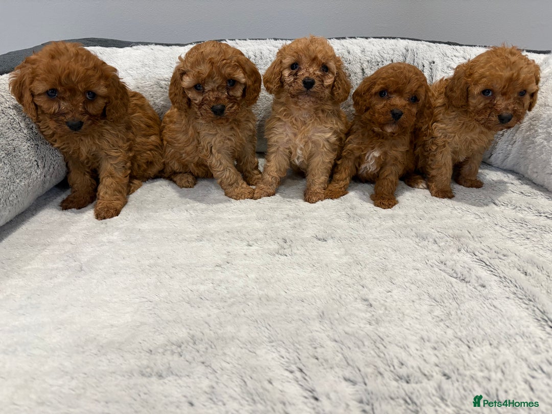 Cavapoo dogs for sale: 🐾STUNNING CAVAPOOS F1 🐾 - Advert 3