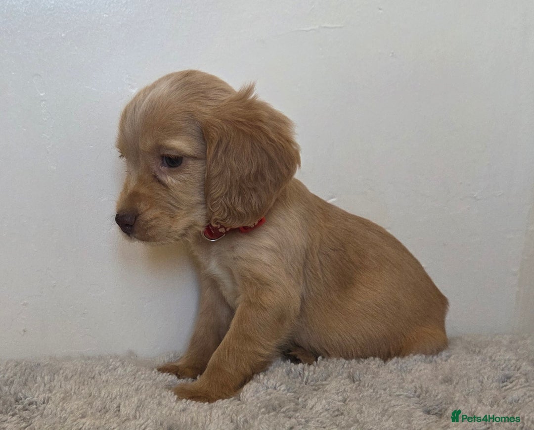 Cocker Spaniel dogs for sale: 6 cocker spaniel pups  - Advert 13