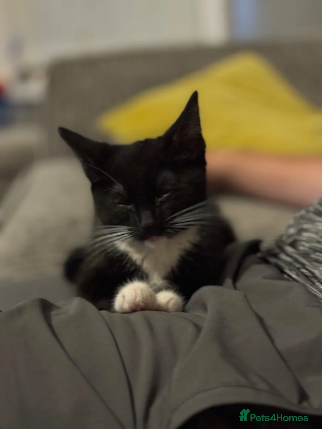Domestic Shorthair cats for sale: Cat for sale  in Birkenhead - Advert 3