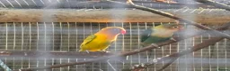 Lovebirds birds for sale: Lovebirds - mixed including proven pair - Advert 1