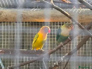 Lovebirds birds Lovebirds - mixed including proven pair - Advert 6