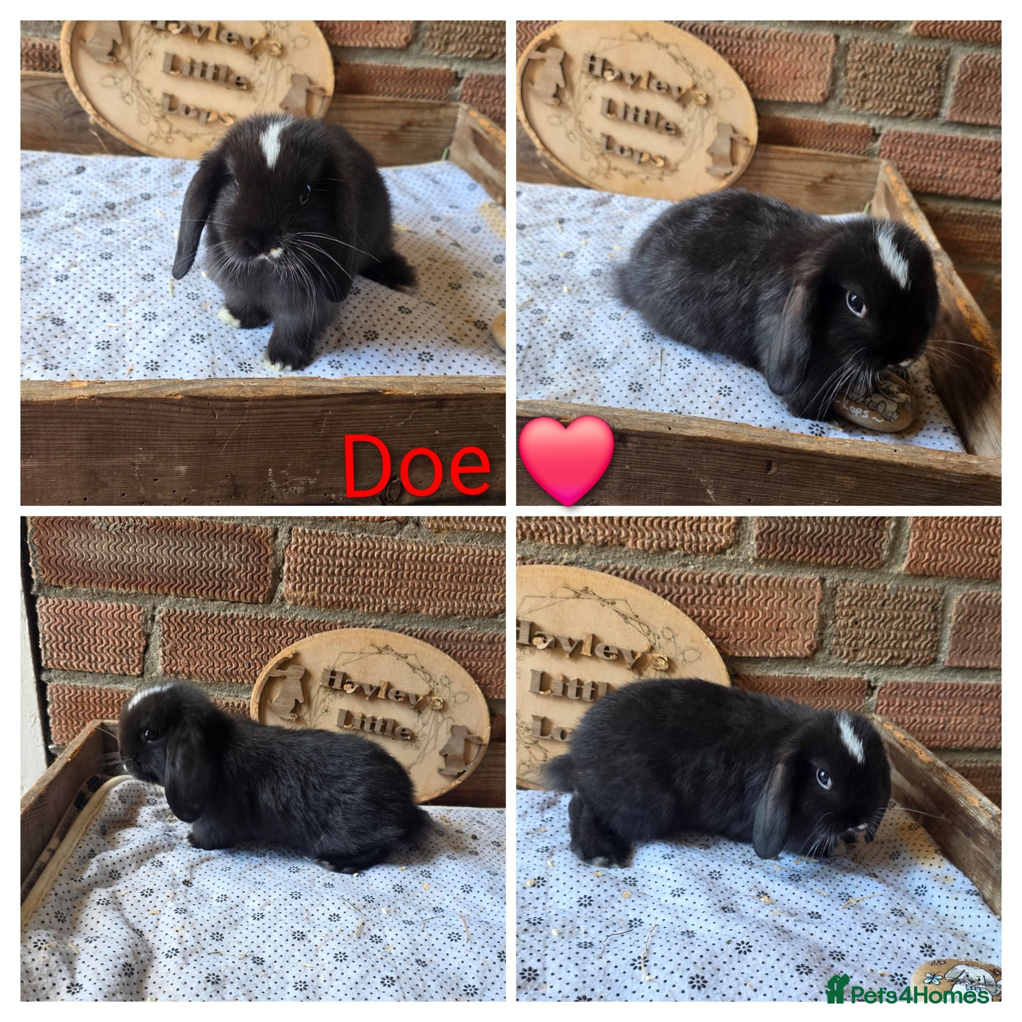 Mini Lop rabbits Gorgeous pure breed mini lops  - Advert 2