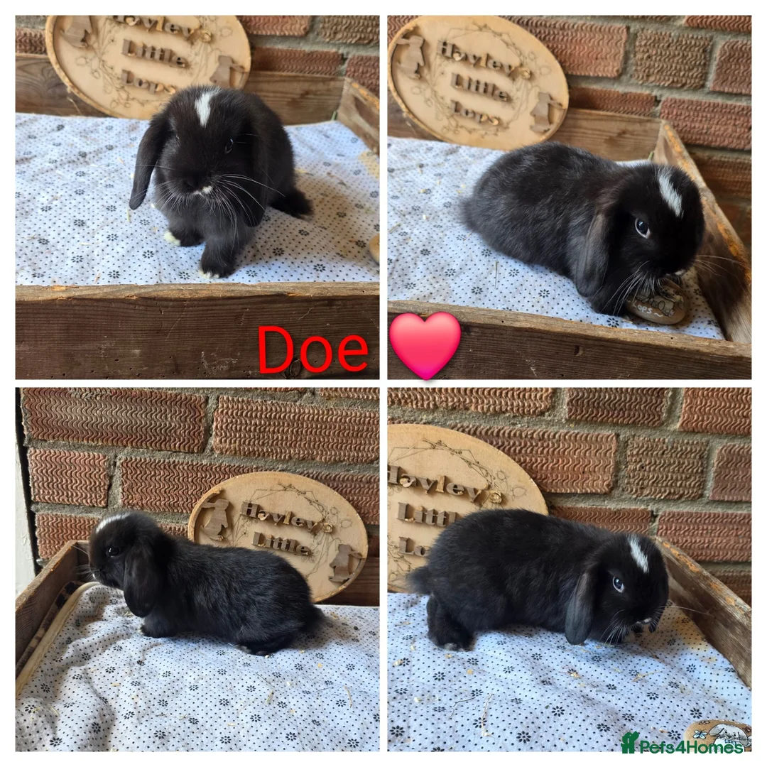 Mini Lop rabbits for sale: Gorgeous pure breed mini lops  - Advert 2