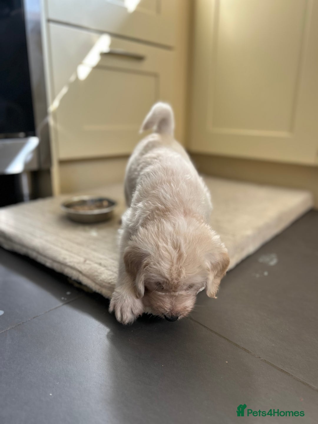 Labradoodle dogs for sale: Gorgeous labradoodle puppy  - Image 12