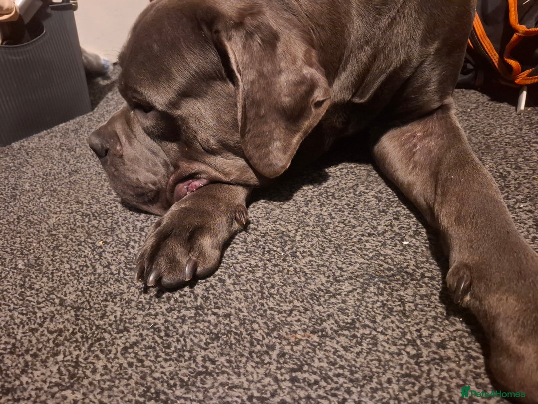 Cane Corso dogs for sale: 13 month old blue cane corso - Advert 2