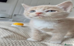 Mixed Breed cats for sale: 9 Week Old Kitten - Image 7